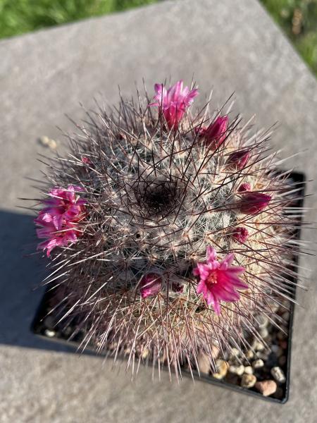 Mammillaria tayloriorum